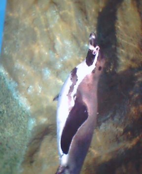 diary_25_32_2962532_86.jpg